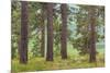 USA, Washington State, Palouse Hills. Pine Forest Scenic-Don Paulson-Mounted Photographic Print