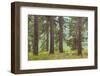USA, Washington State, Palouse Hills. Pine Forest Scenic-Don Paulson-Framed Photographic Print
