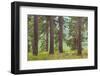 USA, Washington State, Palouse Hills. Pine Forest Scenic-Don Paulson-Framed Photographic Print