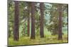 USA, Washington State, Palouse Hills. Pine Forest Scenic-Don Paulson-Mounted Photographic Print