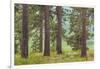 USA, Washington State, Palouse Hills. Pine Forest Scenic-Don Paulson-Framed Photographic Print