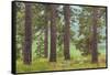 USA, Washington State, Palouse Hills. Pine Forest Scenic-Don Paulson-Framed Stretched Canvas