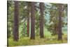USA, Washington State, Palouse Hills. Pine Forest Scenic-Don Paulson-Stretched Canvas