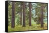 USA, Washington State, Palouse Hills. Pine Forest Scenic-Don Paulson-Framed Stretched Canvas