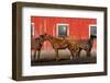 USA, Washington State, Palouse. Horses next to red barn.-Jaynes Gallery-Framed Photographic Print