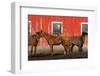 USA, Washington State, Palouse. Horses next to red barn.-Jaynes Gallery-Framed Photographic Print