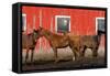 USA, Washington State, Palouse. Horses next to red barn.-Jaynes Gallery-Framed Stretched Canvas