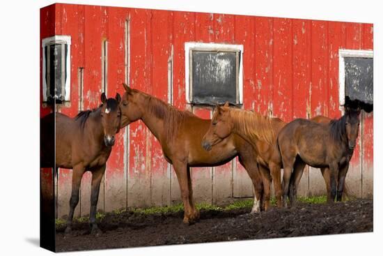 USA, Washington State, Palouse. Horses next to red barn.-Jaynes Gallery-Stretched Canvas