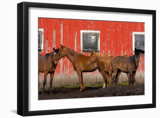 USA, Washington State, Palouse. Horses next to red barn.-Jaynes Gallery-Framed Photographic Print