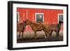 USA, Washington State, Palouse. Horses next to red barn.-Jaynes Gallery-Framed Photographic Print