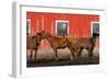 USA, Washington State, Palouse. Horses next to red barn.-Jaynes Gallery-Framed Photographic Print