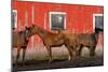 USA, Washington State, Palouse. Horses next to red barn.-Jaynes Gallery-Mounted Photographic Print