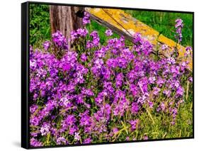 USA, Washington State, Palouse. Lichen covered fence post surrounded by dollar plant flowers-Sylvia Gulin-Framed Stretched Canvas