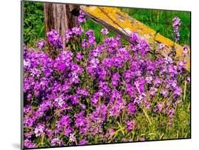 USA, Washington State, Palouse. Lichen covered fence post surrounded by dollar plant flowers-Sylvia Gulin-Mounted Photographic Print