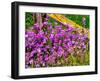 USA, Washington State, Palouse. Lichen covered fence post surrounded by dollar plant flowers-Sylvia Gulin-Framed Premium Photographic Print