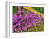 USA, Washington State, Palouse. Lichen covered fence post surrounded by dollar plant flowers-Sylvia Gulin-Framed Premium Photographic Print