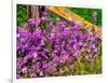 USA, Washington State, Palouse. Lichen covered fence post surrounded by dollar plant flowers-Sylvia Gulin-Framed Photographic Print