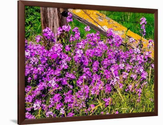 USA, Washington State, Palouse. Lichen covered fence post surrounded by dollar plant flowers-Sylvia Gulin-Framed Photographic Print