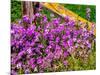 USA, Washington State, Palouse. Lichen covered fence post surrounded by dollar plant flowers-Sylvia Gulin-Mounted Photographic Print