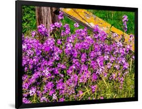 USA, Washington State, Palouse. Lichen covered fence post surrounded by dollar plant flowers-Sylvia Gulin-Framed Photographic Print