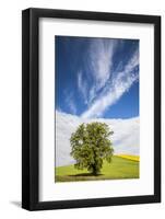 USA, Washington State, Palouse. Lone tree in a field of wheat with canola in the background.-Julie Eggers-Framed Photographic Print