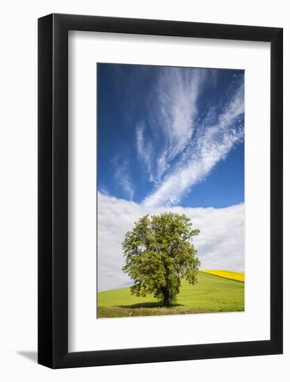 USA, Washington State, Palouse. Lone tree in a field of wheat with canola in the background.-Julie Eggers-Framed Photographic Print