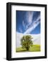 USA, Washington State, Palouse. Lone tree in a field of wheat with canola in the background.-Julie Eggers-Framed Photographic Print