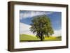 USA, Washington State, Palouse. Lone tree in a field of wheat with canola in the background.-Julie Eggers-Framed Photographic Print