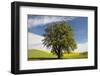 USA, Washington State, Palouse. Lone tree in a field of wheat with canola in the background.-Julie Eggers-Framed Photographic Print