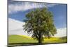 USA, Washington State, Palouse. Lone tree in a field of wheat with canola in the background.-Julie Eggers-Mounted Photographic Print