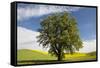 USA, Washington State, Palouse. Lone tree in a field of wheat with canola in the background.-Julie Eggers-Framed Stretched Canvas