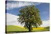 USA, Washington State, Palouse. Lone tree in a field of wheat with canola in the background.-Julie Eggers-Stretched Canvas