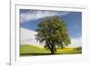 USA, Washington State, Palouse. Lone tree in a field of wheat with canola in the background.-Julie Eggers-Framed Photographic Print