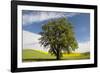 USA, Washington State, Palouse. Lone tree in a field of wheat with canola in the background.-Julie Eggers-Framed Photographic Print