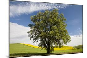 USA, Washington State, Palouse. Lone tree in a field of wheat with canola in the background.-Julie Eggers-Mounted Photographic Print