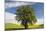 USA, Washington State, Palouse. Lone tree in a field of wheat with canola in the background.-Julie Eggers-Mounted Photographic Print