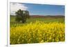 USA, Washington State, Palouse. Lone tree in a field of wheat with canola in the foreground.-Julie Eggers-Framed Photographic Print