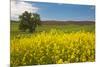 USA, Washington State, Palouse. Lone tree in a field of wheat with canola in the foreground.-Julie Eggers-Mounted Photographic Print