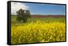 USA, Washington State, Palouse. Lone tree in a field of wheat with canola in the foreground.-Julie Eggers-Framed Stretched Canvas