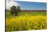 USA, Washington State, Palouse. Lone tree in a field of wheat with canola in the foreground.-Julie Eggers-Stretched Canvas