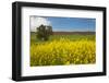 USA, Washington State, Palouse. Lone tree in a field of wheat with canola in the foreground.-Julie Eggers-Framed Photographic Print