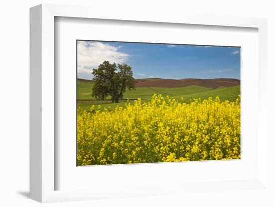 USA, Washington State, Palouse. Lone tree in a field of wheat with canola in the foreground.-Julie Eggers-Framed Photographic Print