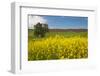 USA, Washington State, Palouse. Lone tree in a field of wheat with canola in the foreground.-Julie Eggers-Framed Photographic Print