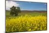 USA, Washington State, Palouse. Lone tree in a field of wheat with canola in the foreground.-Julie Eggers-Mounted Photographic Print