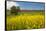 USA, Washington State, Palouse. Lone tree in a field of wheat with canola in the foreground.-Julie Eggers-Framed Stretched Canvas