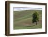 USA, Washington State, Palouse. Lone tree in the field in Colton.-Hollice Looney-Framed Photographic Print