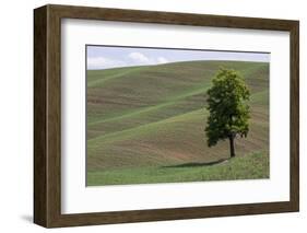 USA, Washington State, Palouse. Lone tree in the field in Colton.-Hollice Looney-Framed Photographic Print