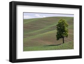 USA, Washington State, Palouse. Lone tree in the field in Colton.-Hollice Looney-Framed Photographic Print