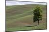 USA, Washington State, Palouse. Lone tree in the field in Colton.-Hollice Looney-Mounted Photographic Print
