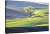 USA, Washington State, Palouse, Lone Tree in Wheat Field-Terry Eggers-Stretched Canvas